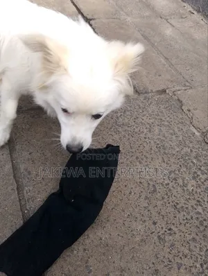 3-6 months Male Purebred Japanese Spitz