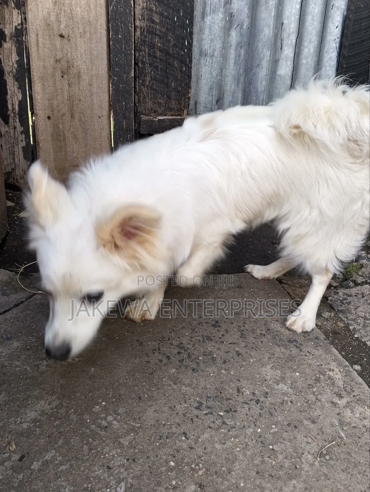 3-6 months Male Purebred Japanese Spitz