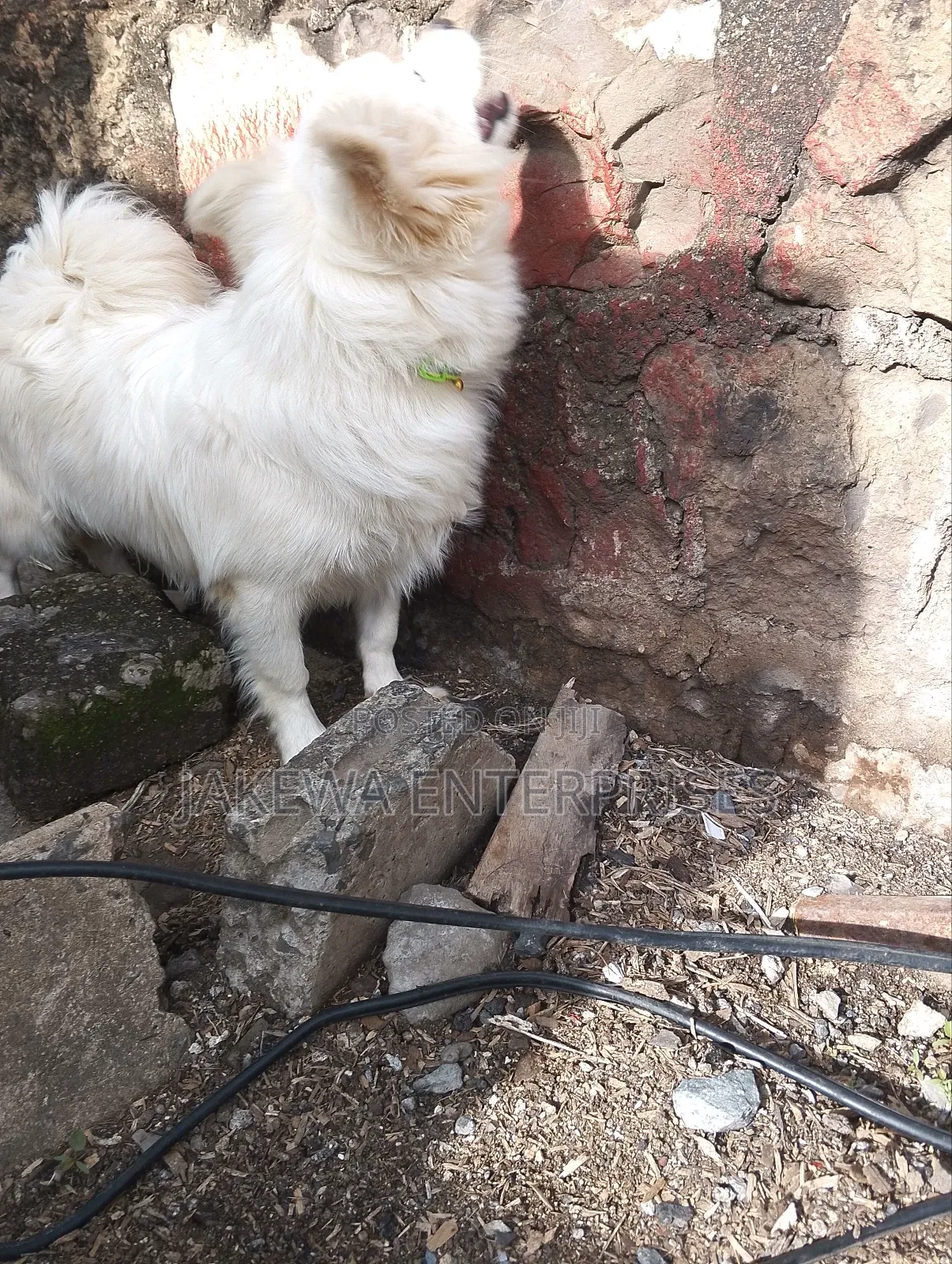 3-6 months Male Purebred Japanese Spitz