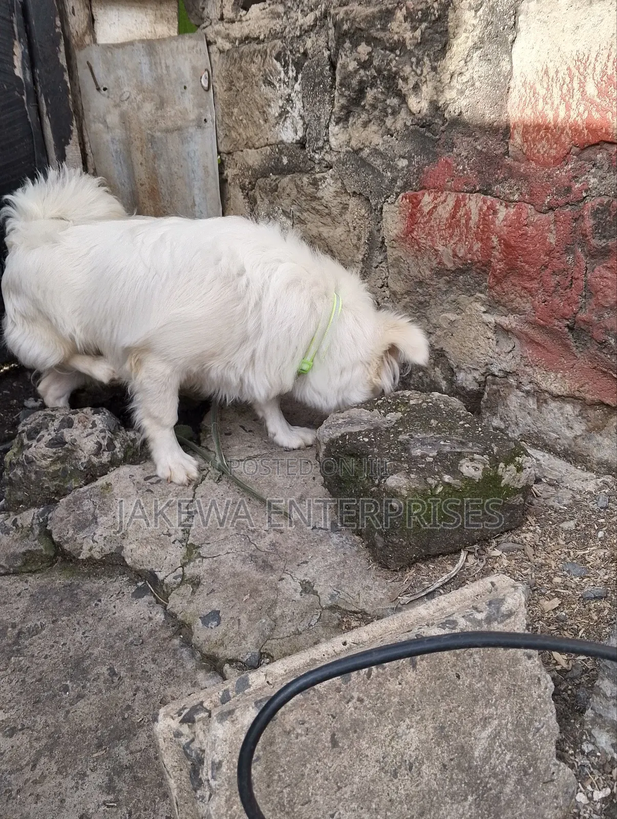3-6 months Male Purebred Japanese Spitz
