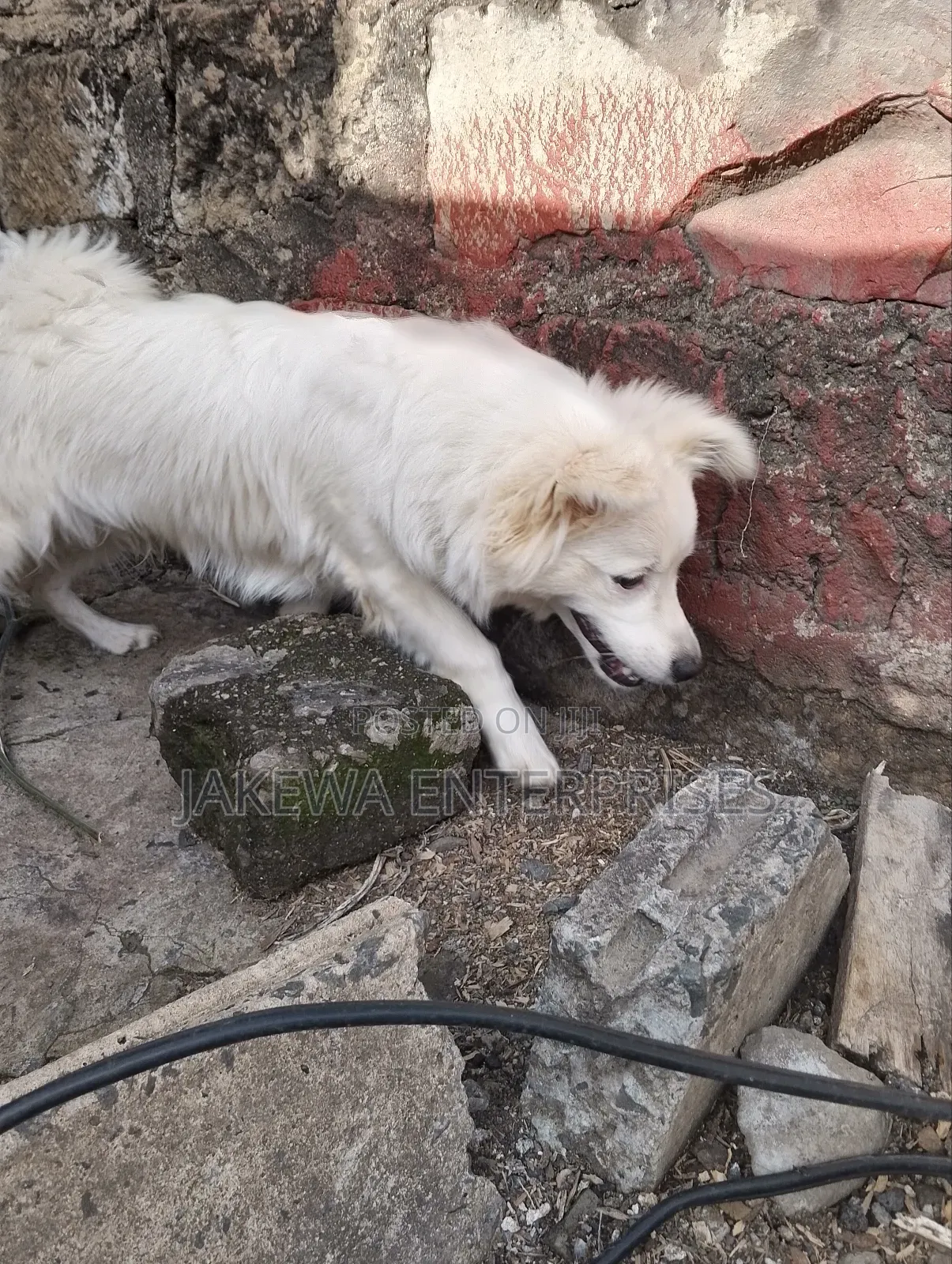 3-6 months Male Purebred Japanese Spitz