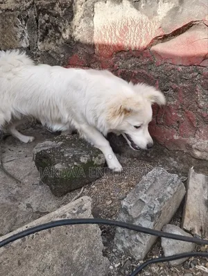 3-6 months Male Purebred Japanese Spitz
