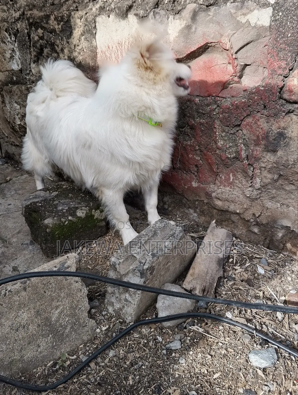 3-6 months Male Purebred Japanese Spitz
