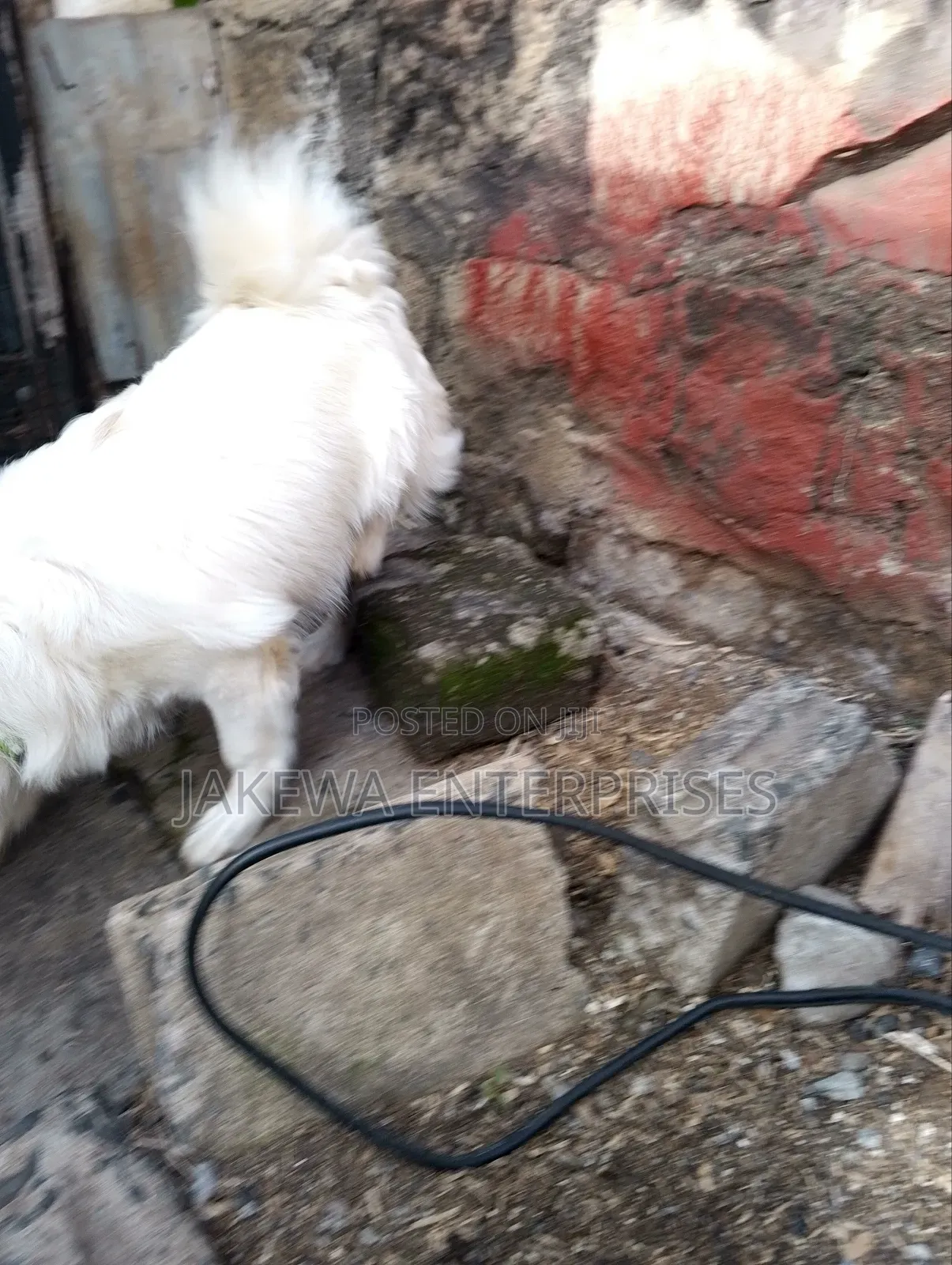 3-6 months Male Purebred Japanese Spitz
