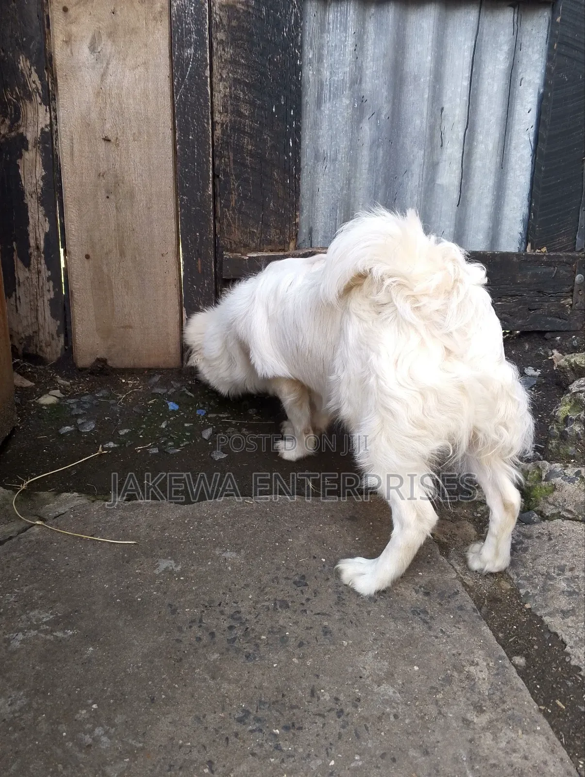 3-6 months Male Purebred Japanese Spitz
