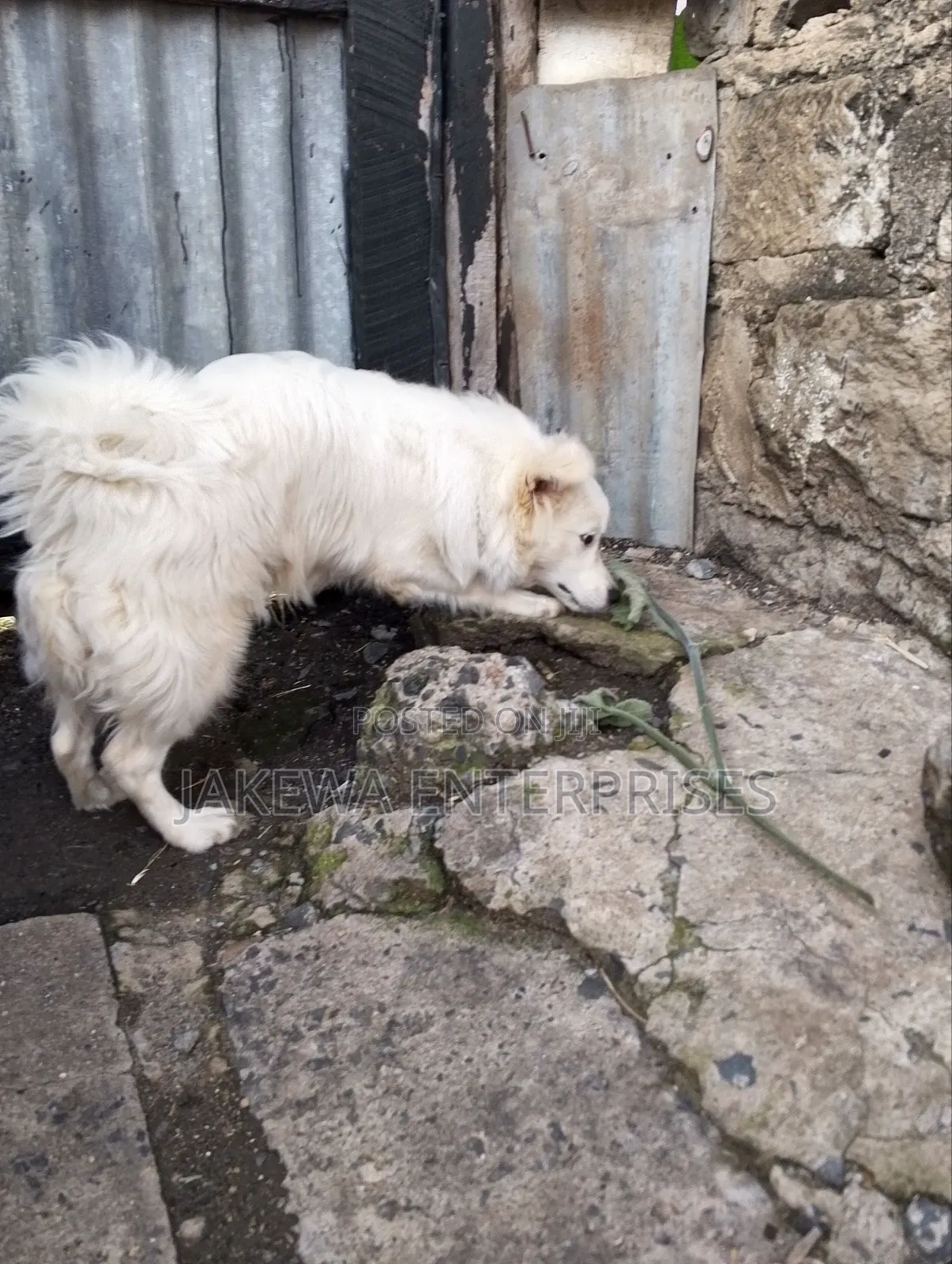 3-6 months Male Purebred Japanese Spitz