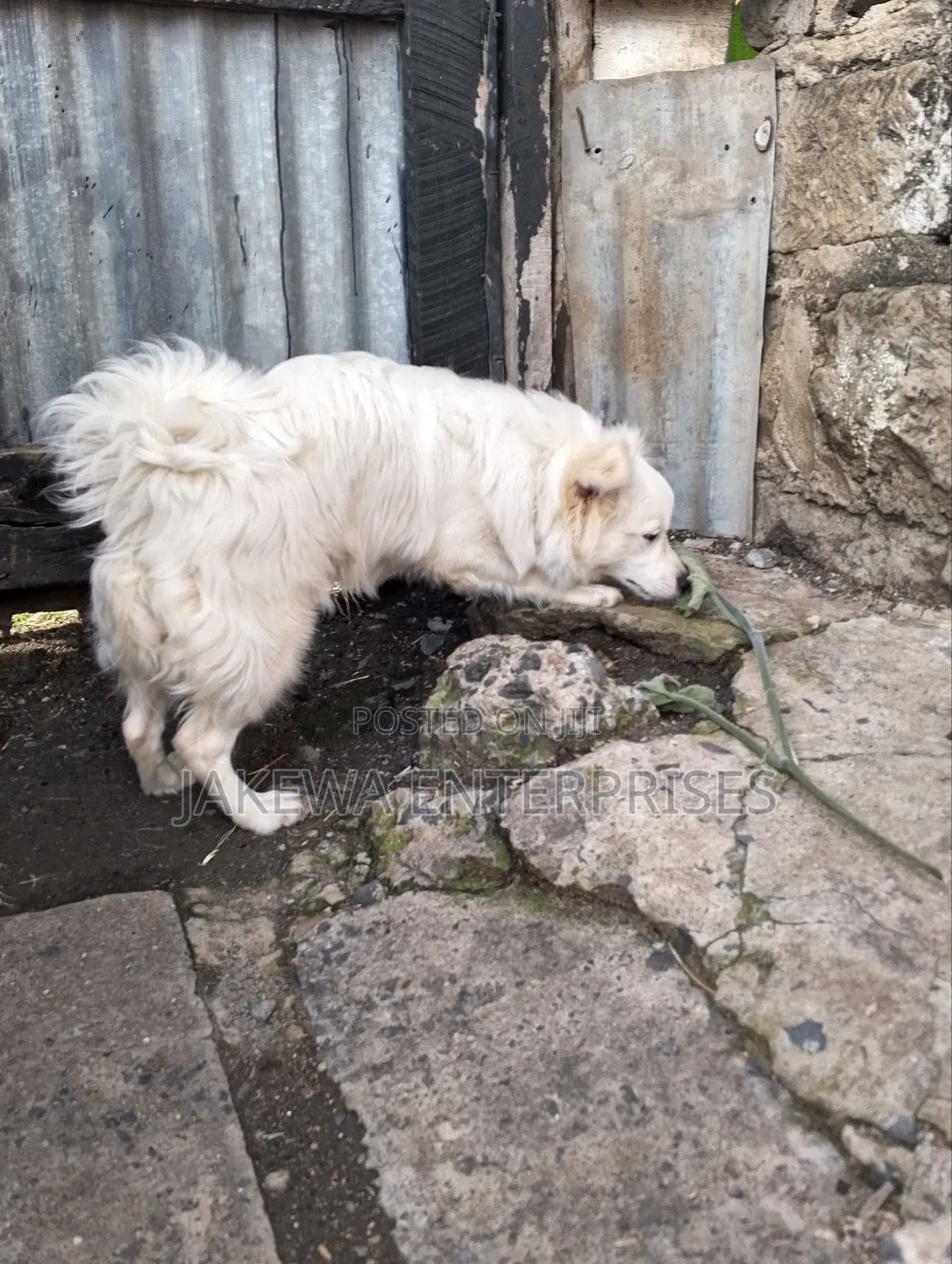3-6 months Male Purebred Japanese Spitz