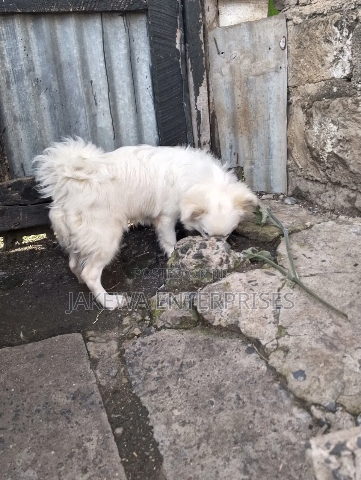 3-6 months Male Purebred Japanese Spitz
