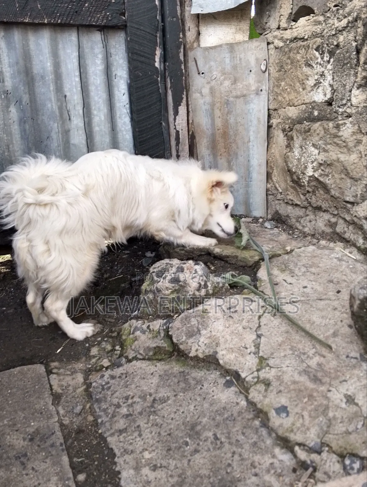 3-6 months Male Purebred Japanese Spitz