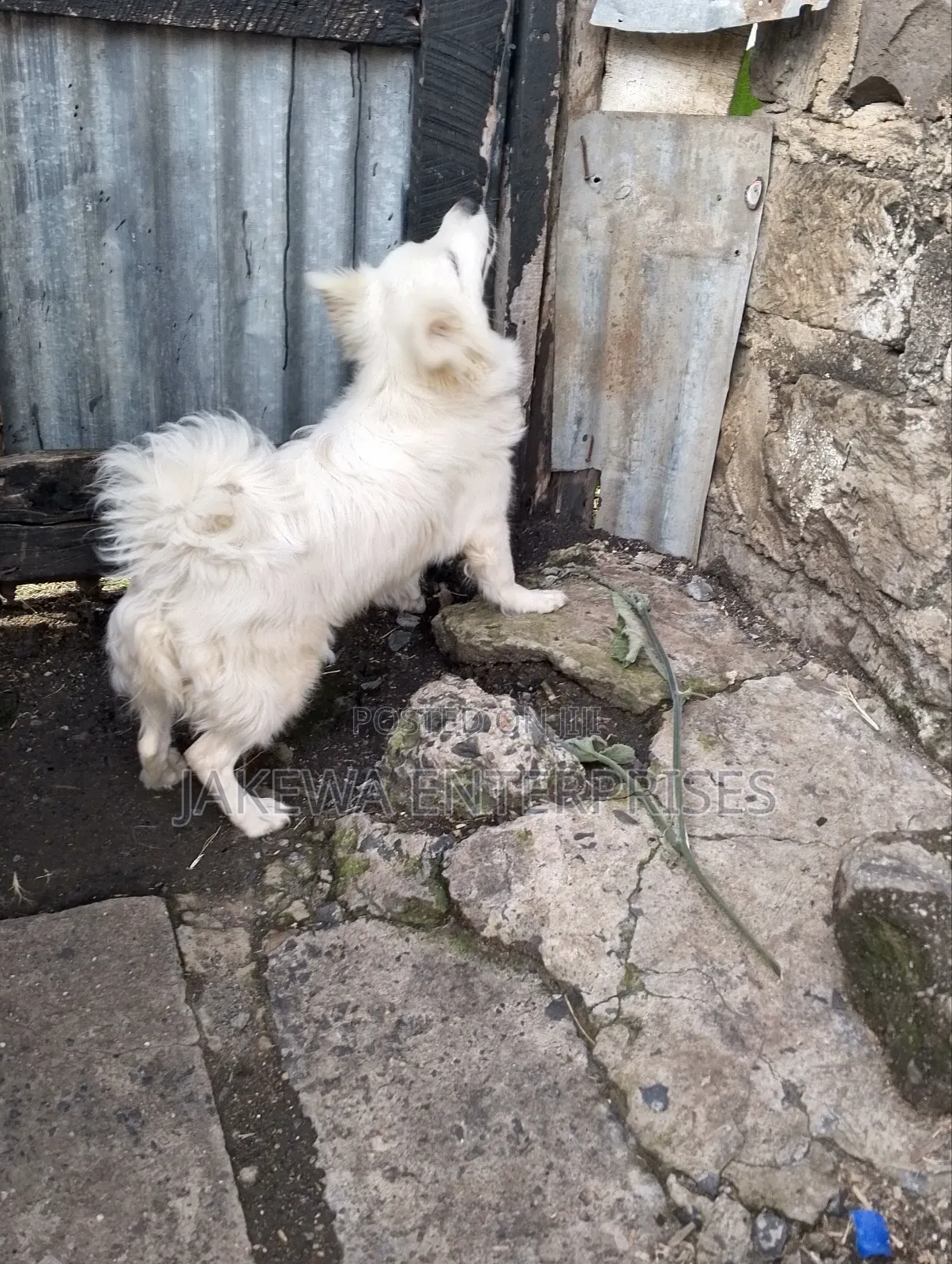 3-6 months Male Purebred Japanese Spitz