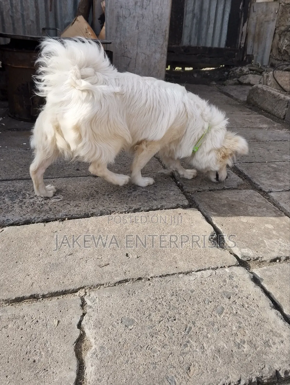 3-6 months Male Purebred Japanese Spitz