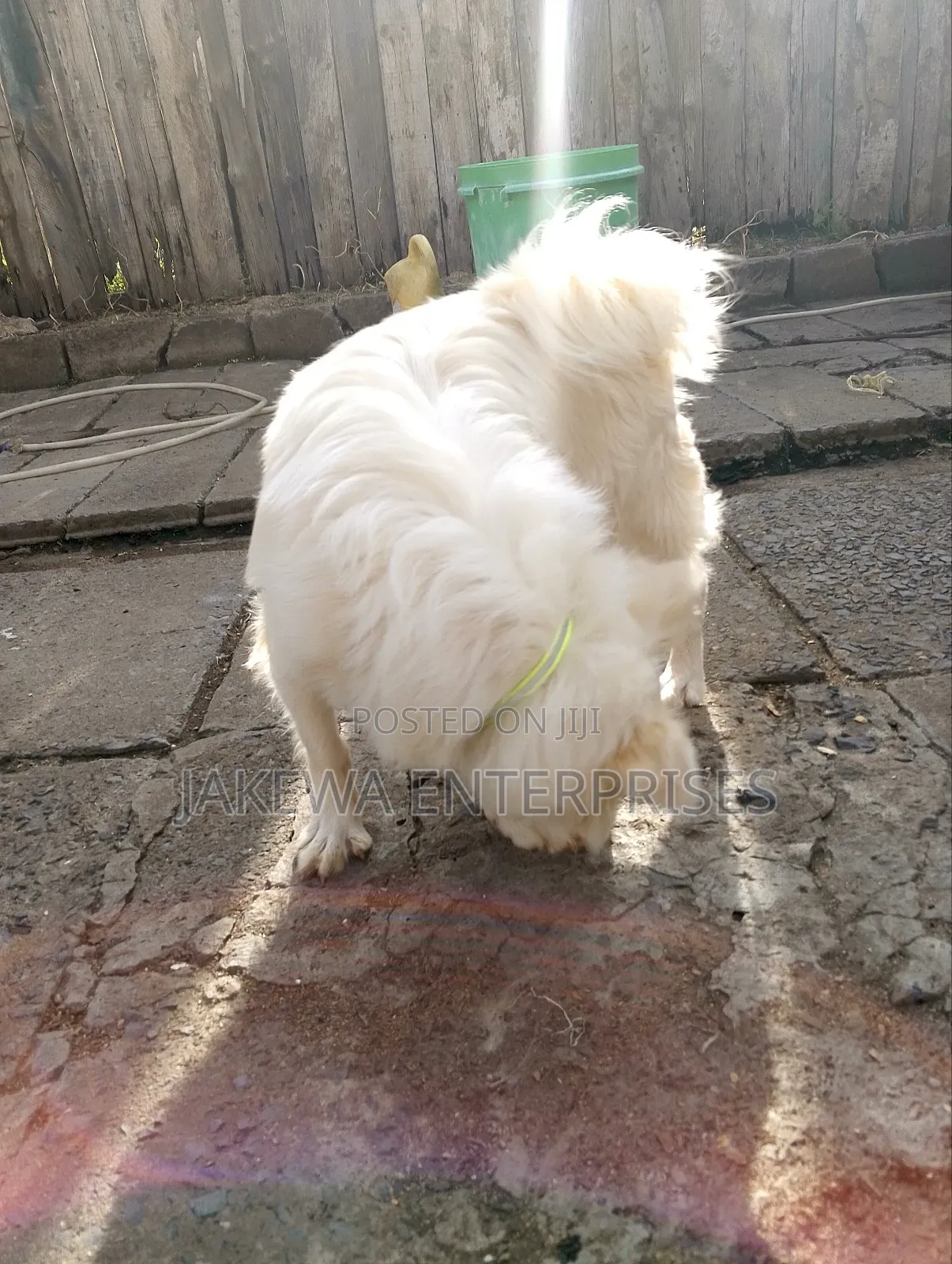 3-6 months Male Purebred Japanese Spitz
