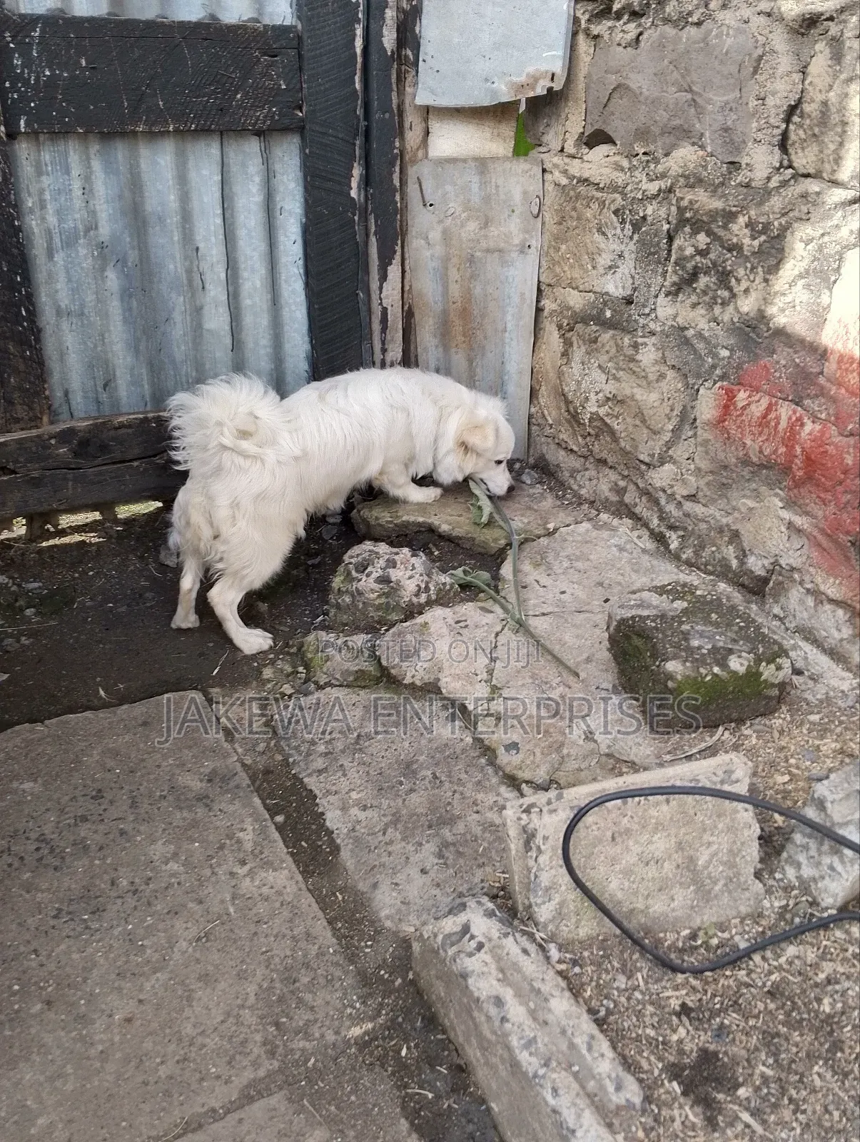 3-6 months Male Purebred Japanese Spitz