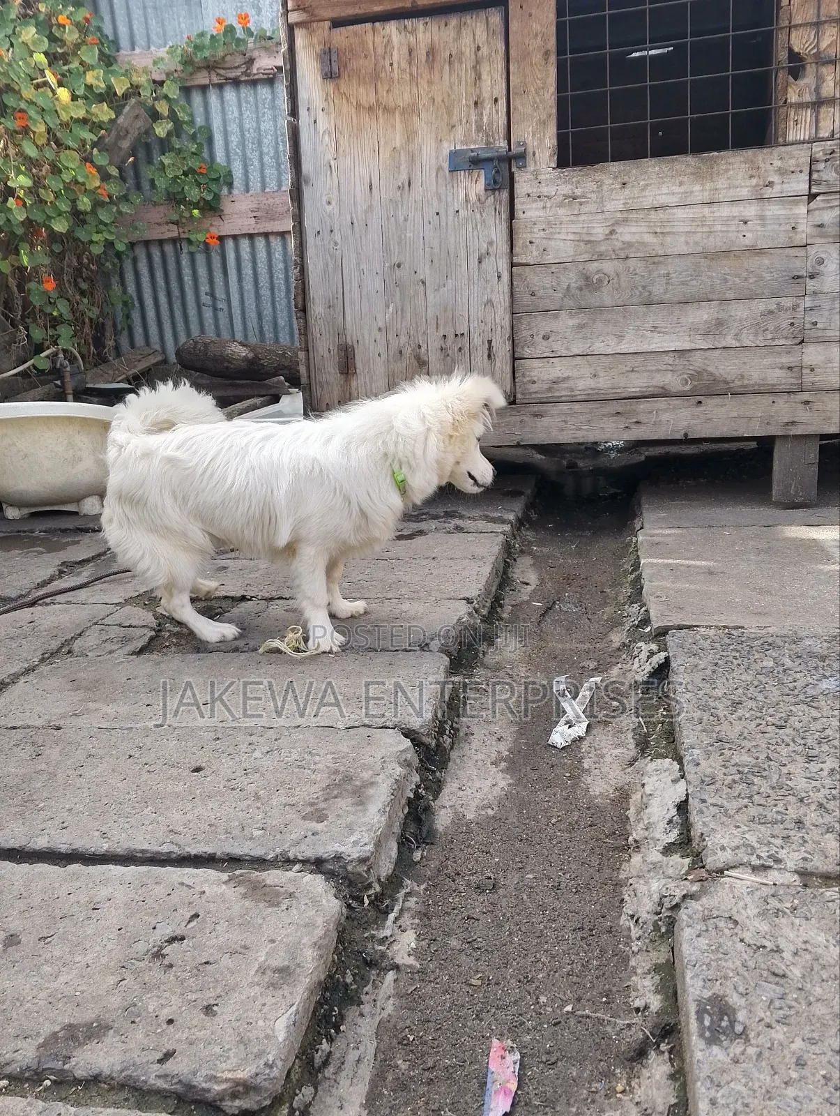 3-6 months Male Purebred Japanese Spitz