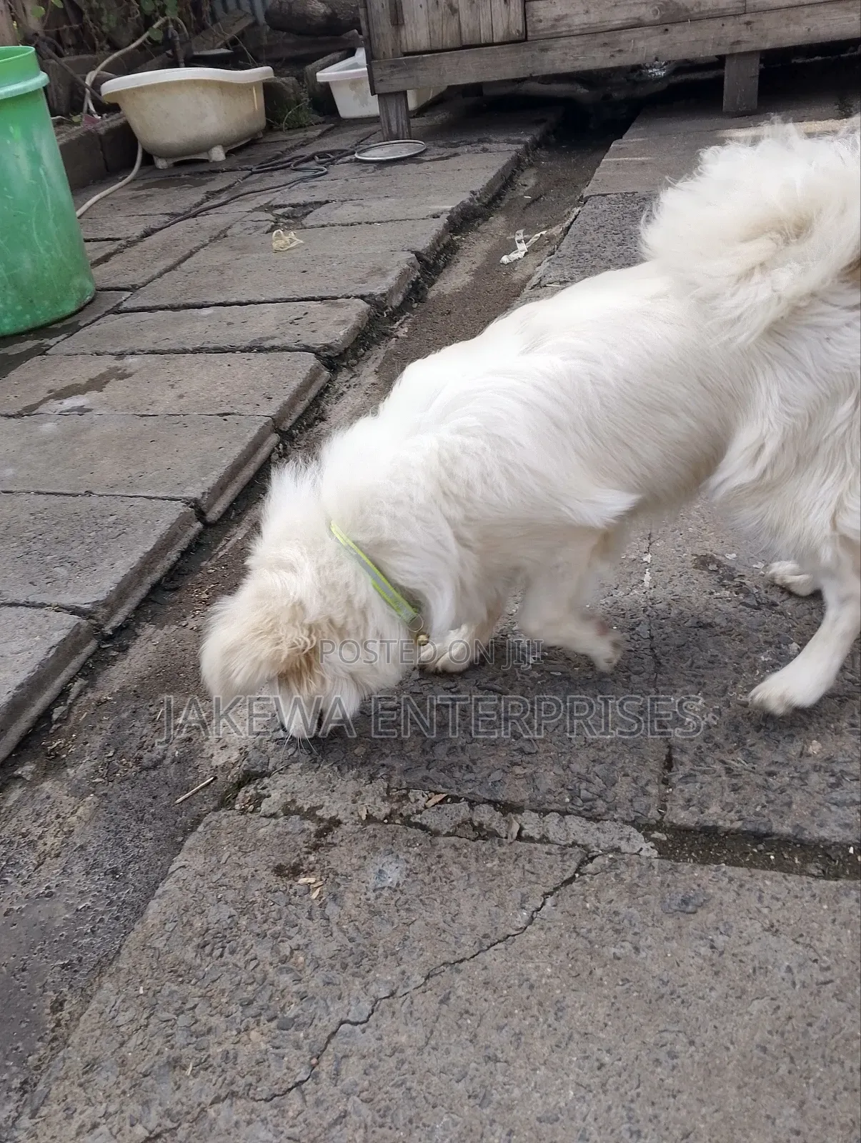 3-6 months Male Purebred Japanese Spitz