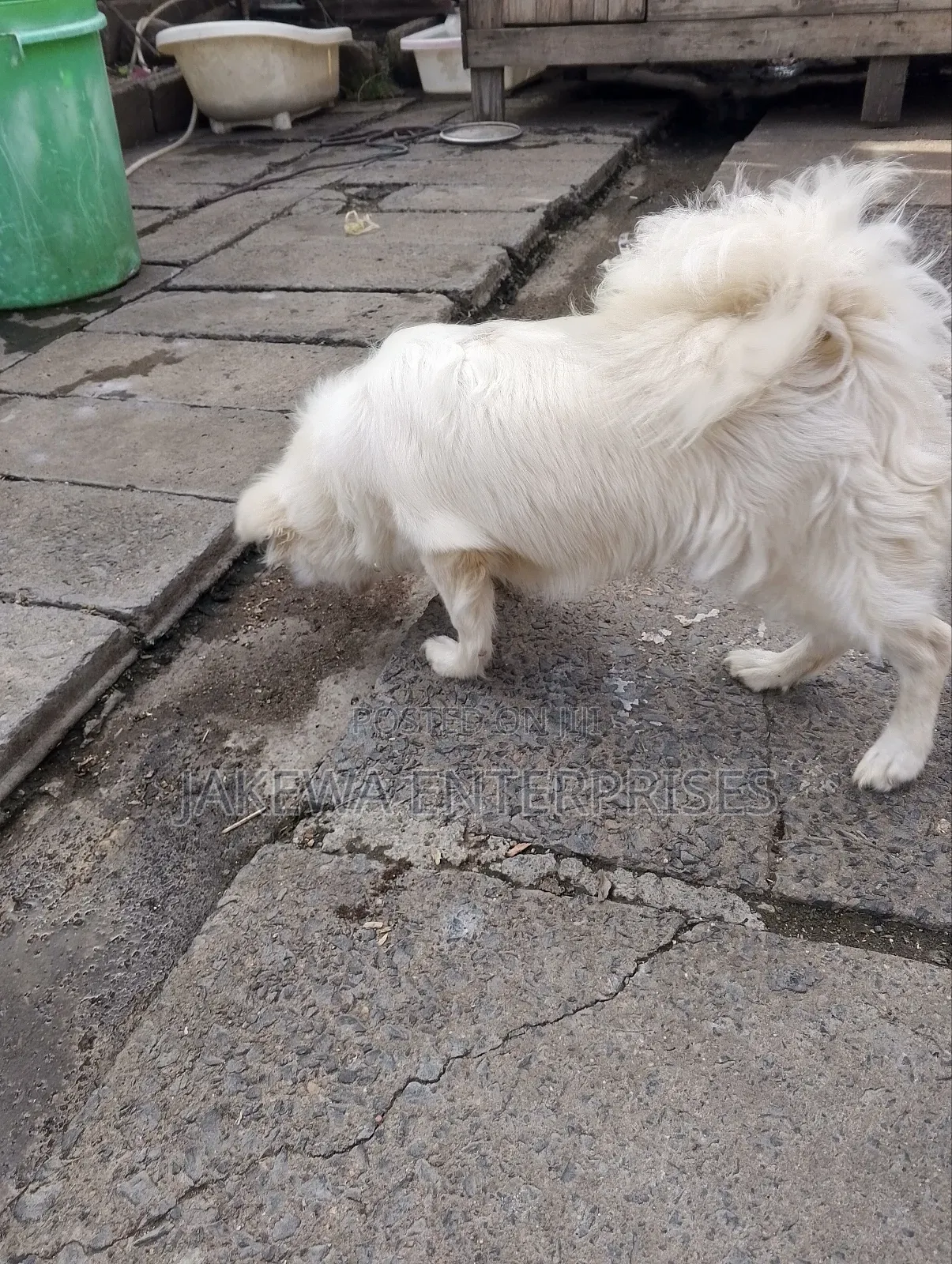 3-6 months Male Purebred Japanese Spitz