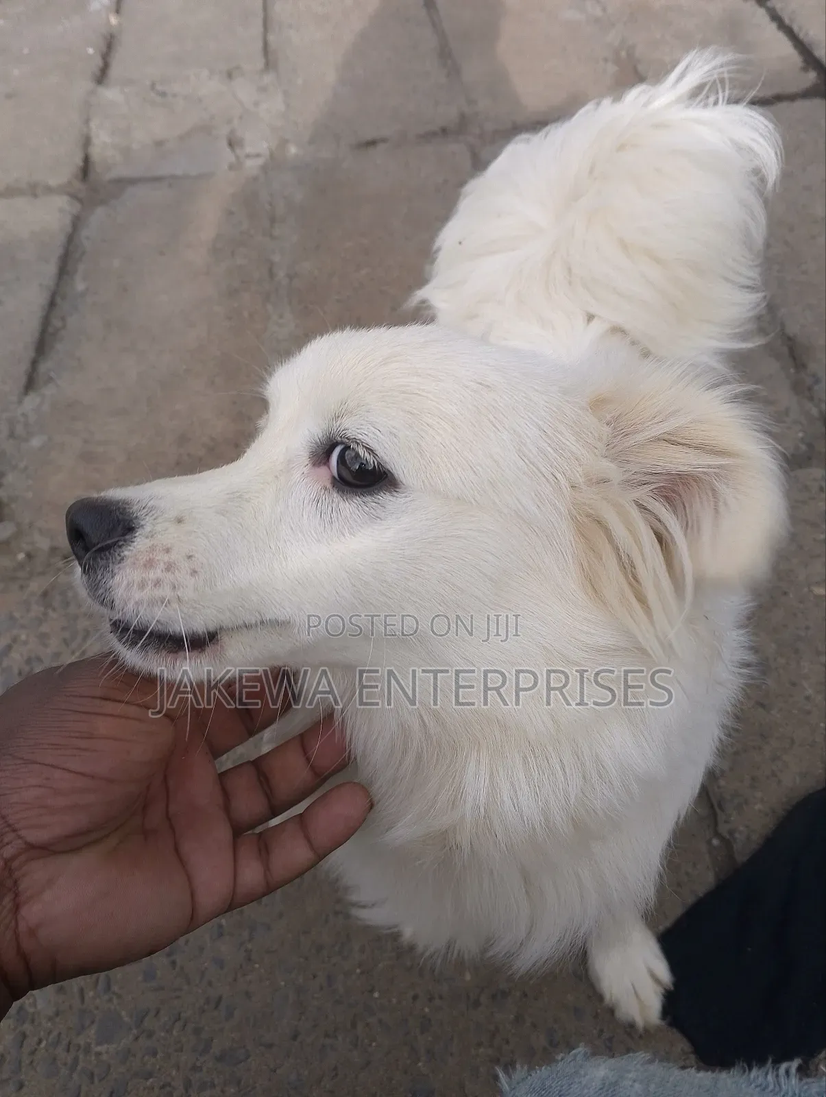 3-6 months Male Purebred Japanese Spitz