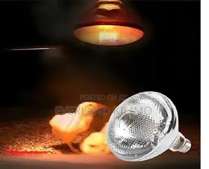 Energy-Efficient Infrared Bulbs for Poultry