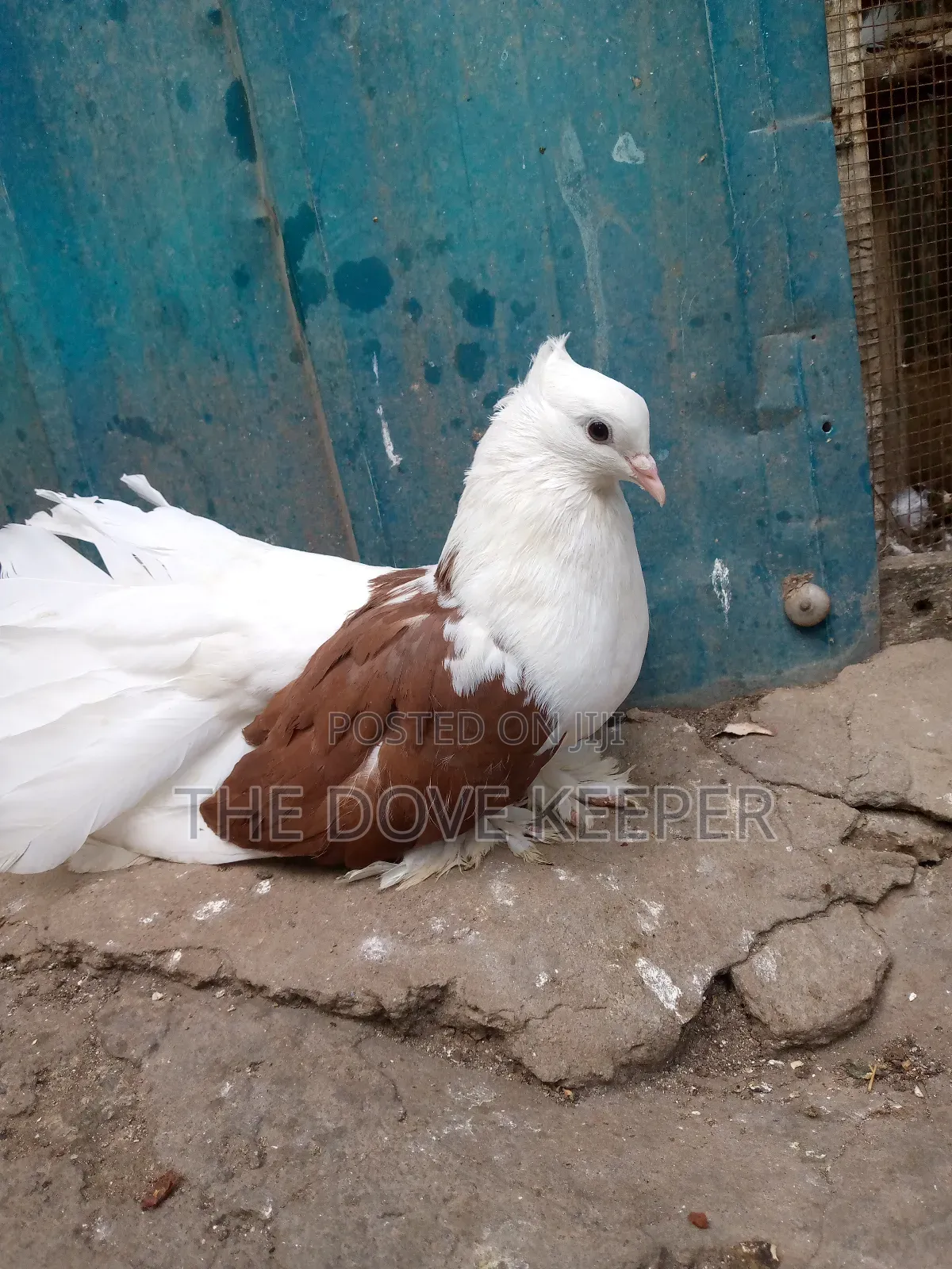 Saddle Doves