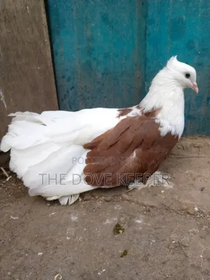 Saddle Doves