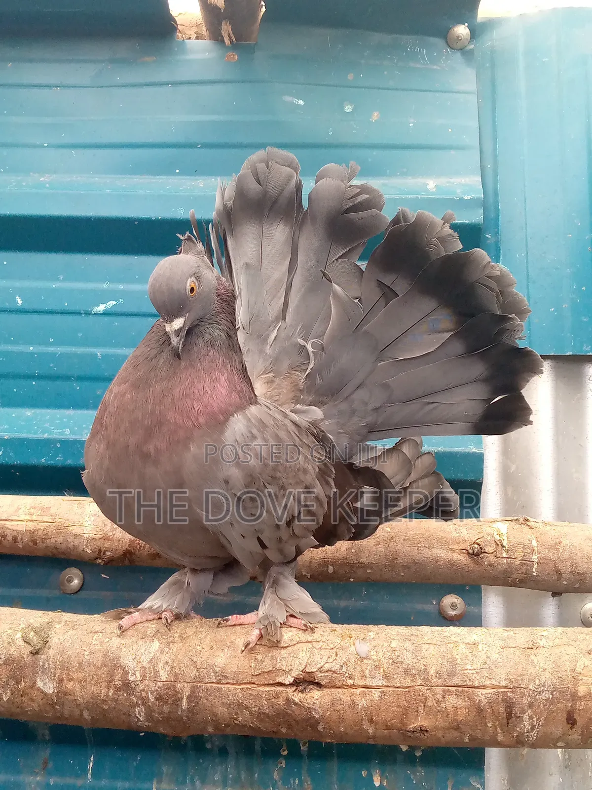 Friendly Fantail Pigeons