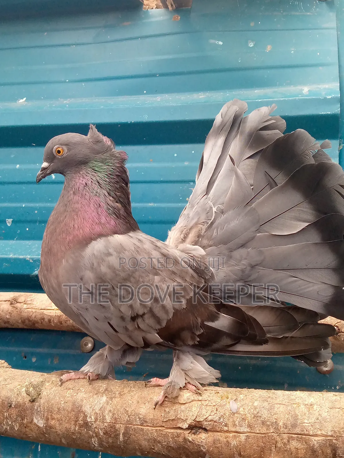 Friendly Fantail Pigeons