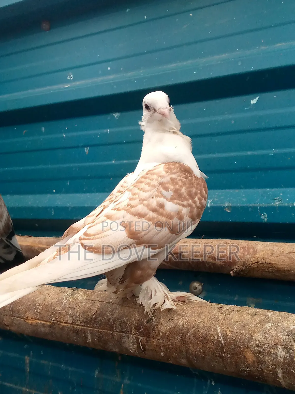 Friendly Fantail Pigeons
