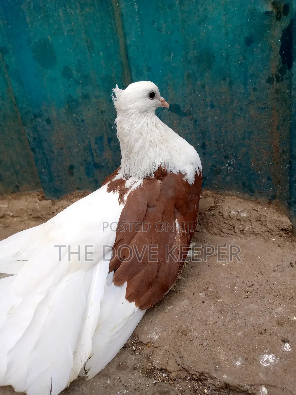 Friendly Fantail Pigeons