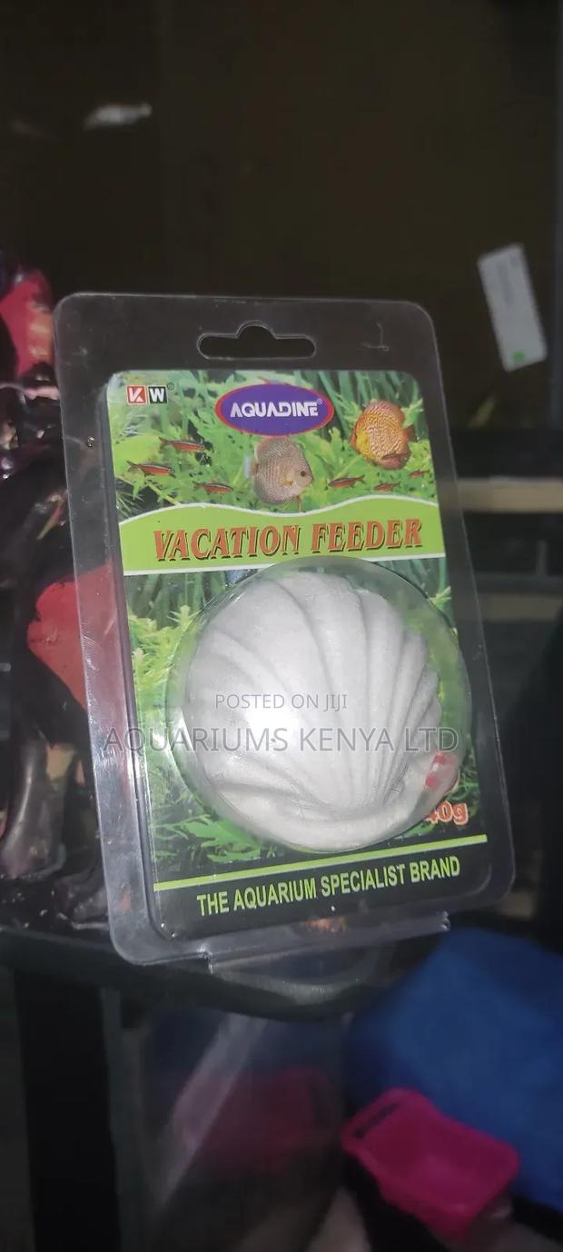 How To Feed Fish While On Vacation - main view