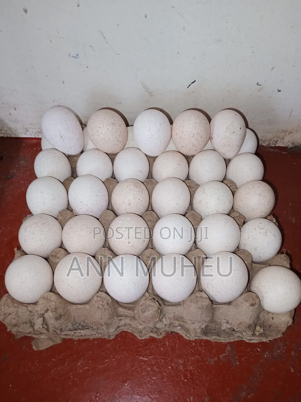 Turkeys Eggs