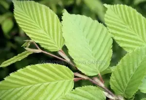 Slippery Elm
