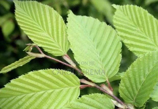 Slippery Elm - thumbnail 4