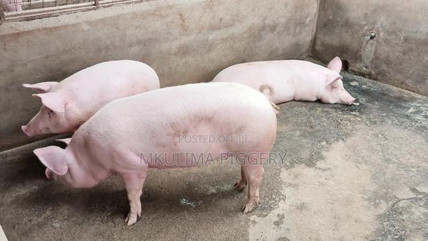 Improve Your Breeds - main view