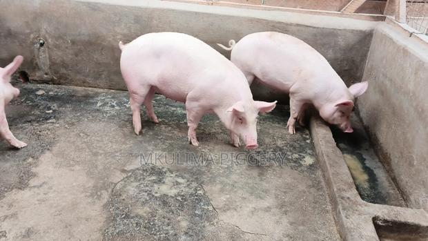 Improve Your Breeds - thumbnail 3