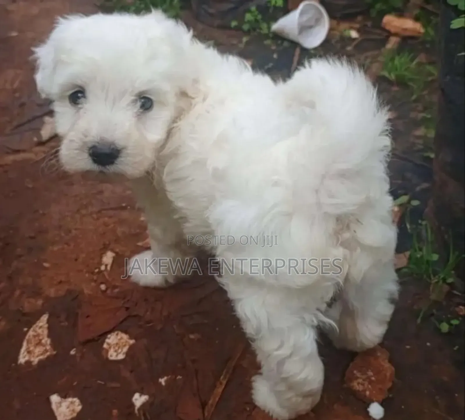 1-3 months Male Purebred Havanese