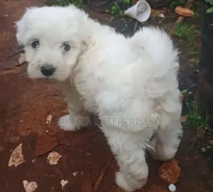 1-3 months Male Purebred Havanese