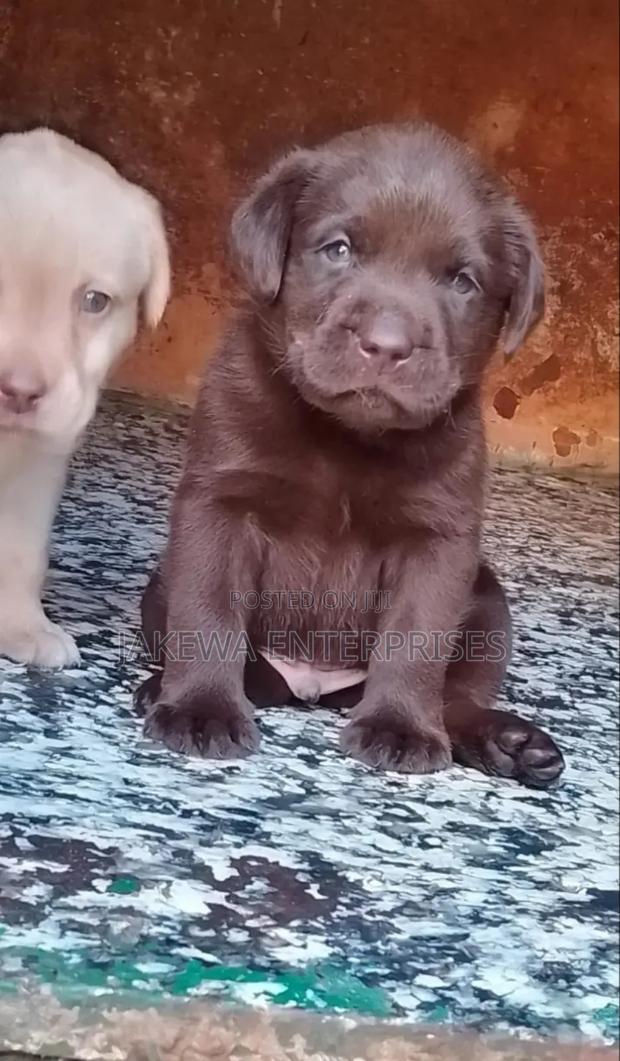 1-3 months Male Purebred Labrador Retriever - main view