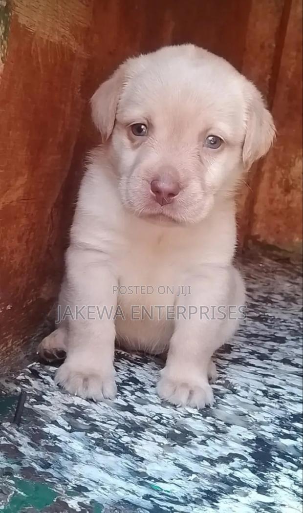1-3 months Female Purebred Labrador Retriever