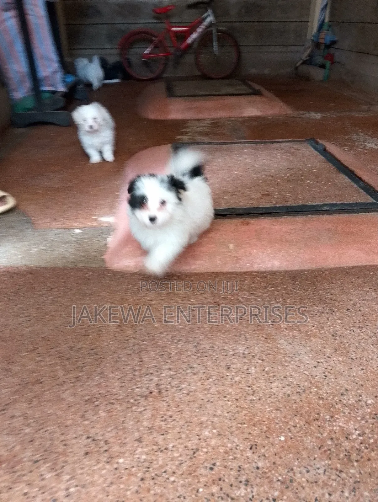 1-3 months Male Purebred Havanese