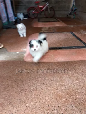 1-3 months Male Purebred Havanese