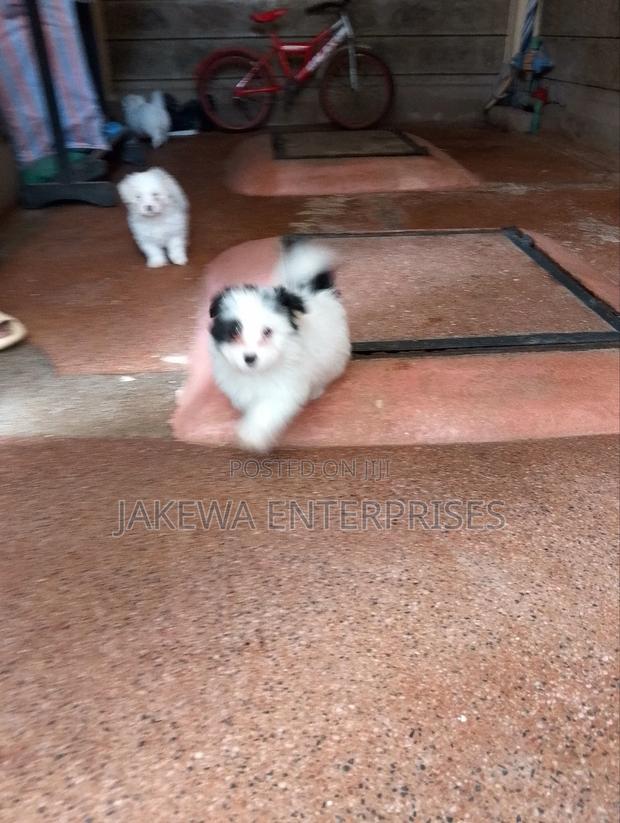 1-3 months Male Purebred Havanese - thumbnail 3