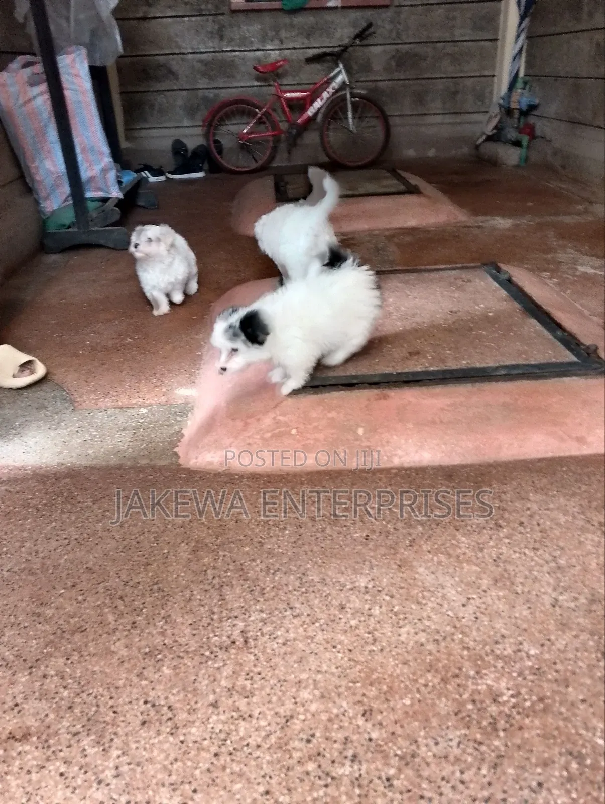 1-3 months Male Purebred Havanese