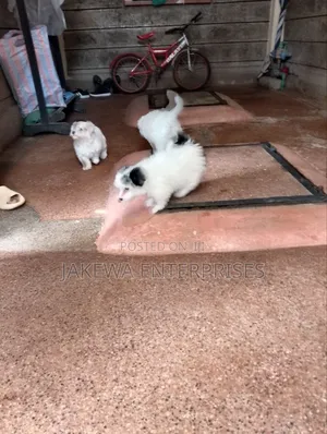 1-3 months Male Purebred Havanese