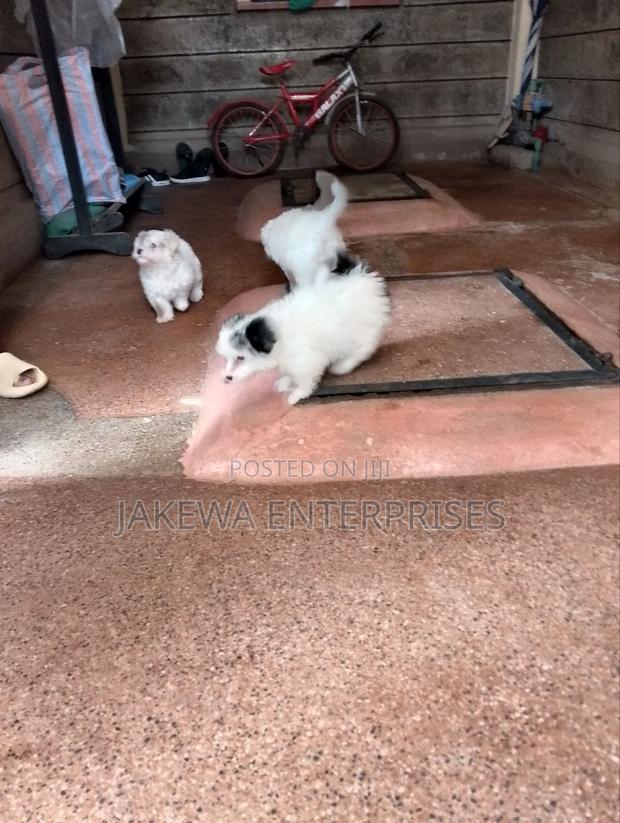 1-3 months Male Purebred Havanese - thumbnail 4