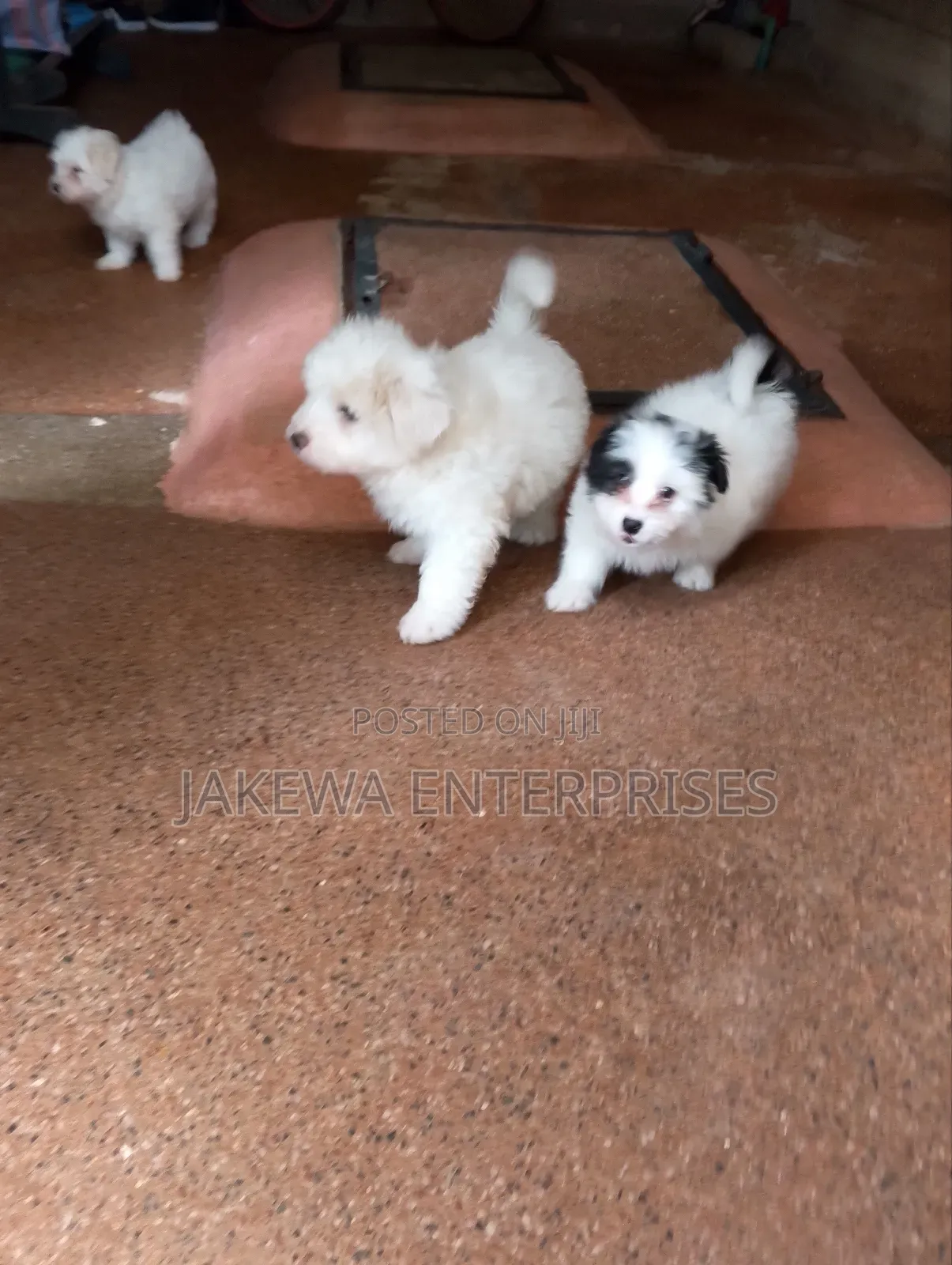 1-3 months Male Purebred Havanese