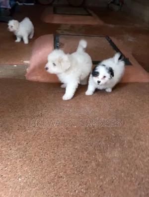 1-3 months Male Purebred Havanese