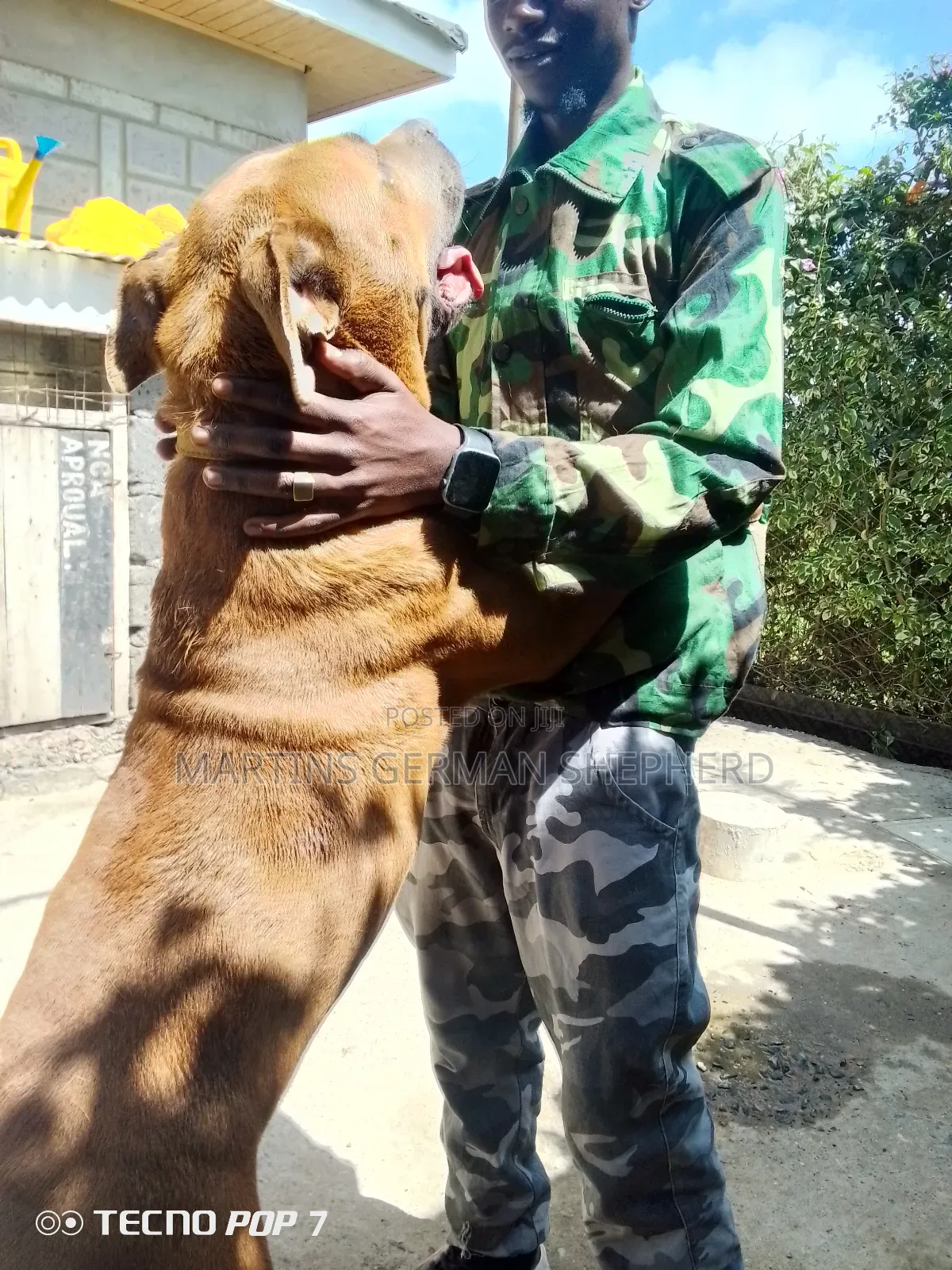 Dog Training (German Shepherd Welfare Fund)