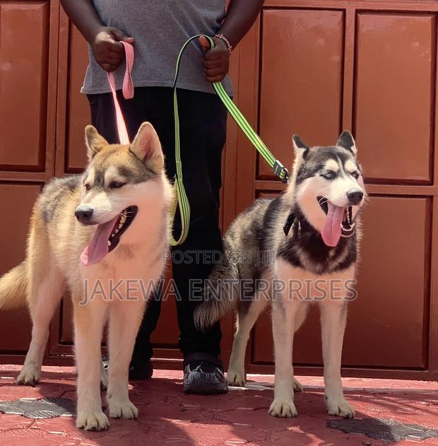 3-6 months Male Purebred Siberian Husky