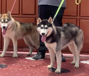 3-6 months Male Purebred Siberian Husky
