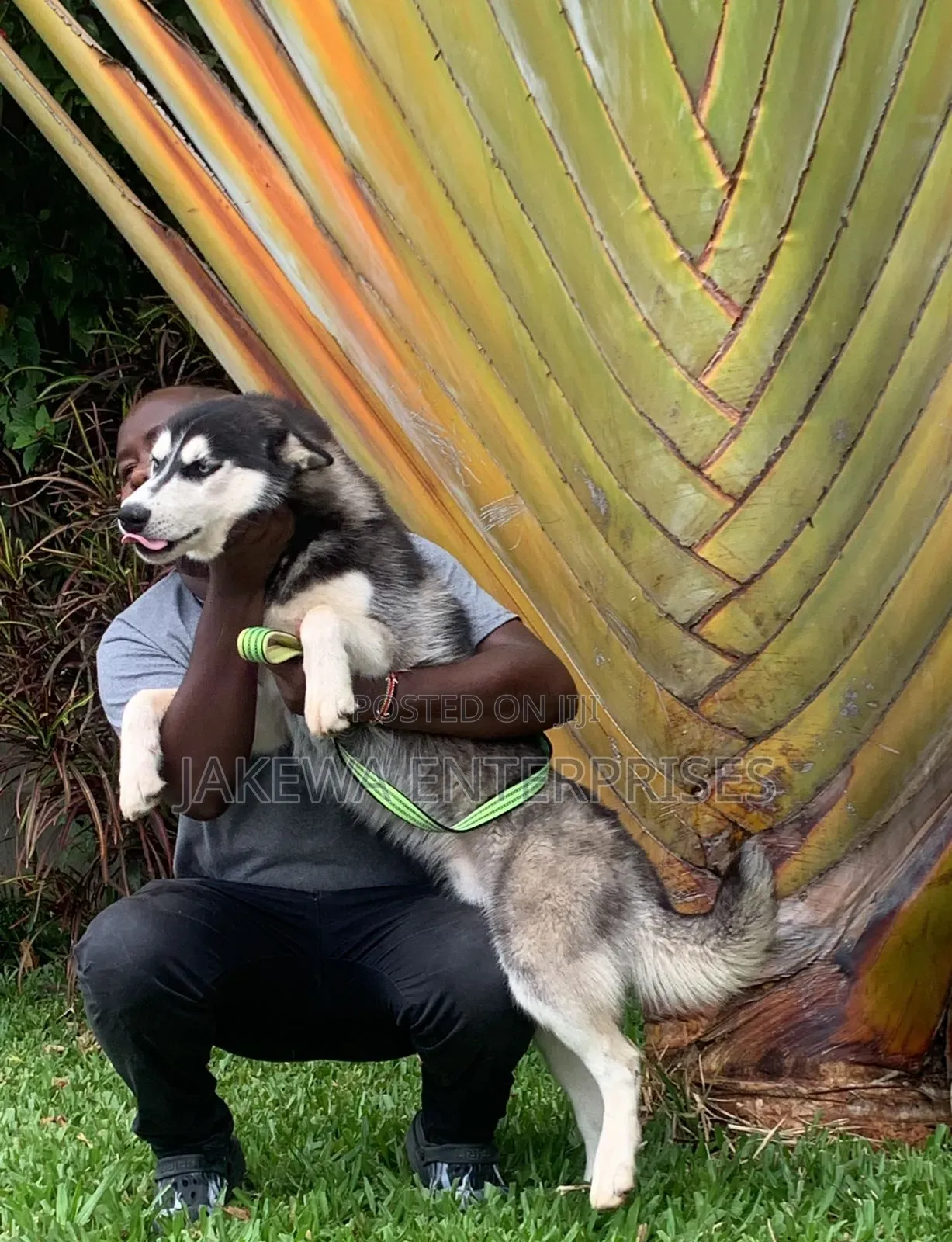 3-6 months Male Purebred Siberian Husky